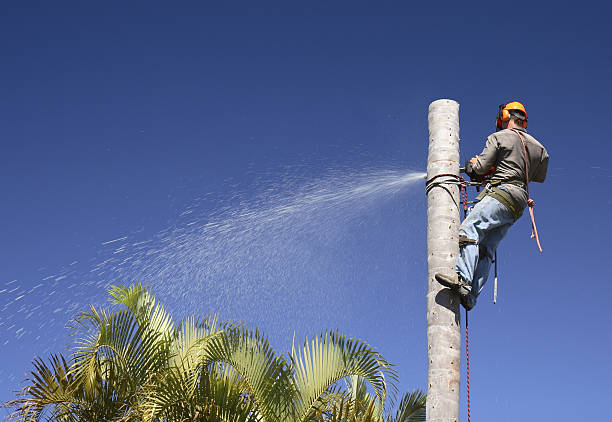 How Our Tree Care Process Works  in  Temple, GA